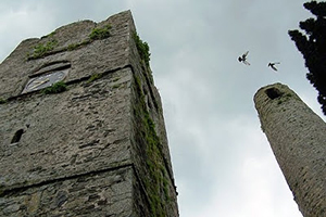 Patrick Comerford's photograph of birds flying above the towers beside Saint Columba's Church in Swords